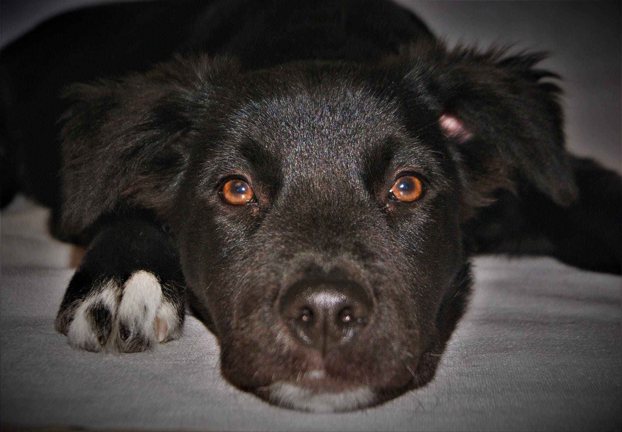 Sanji a rejoint le concours — aidez-le/la à gagner de superbes lots ! borador, canidae, carnivore, dog, dog_breed, mammal, nose, rare_breed_dog, snout, sporting_group, vertebrate, whiskers