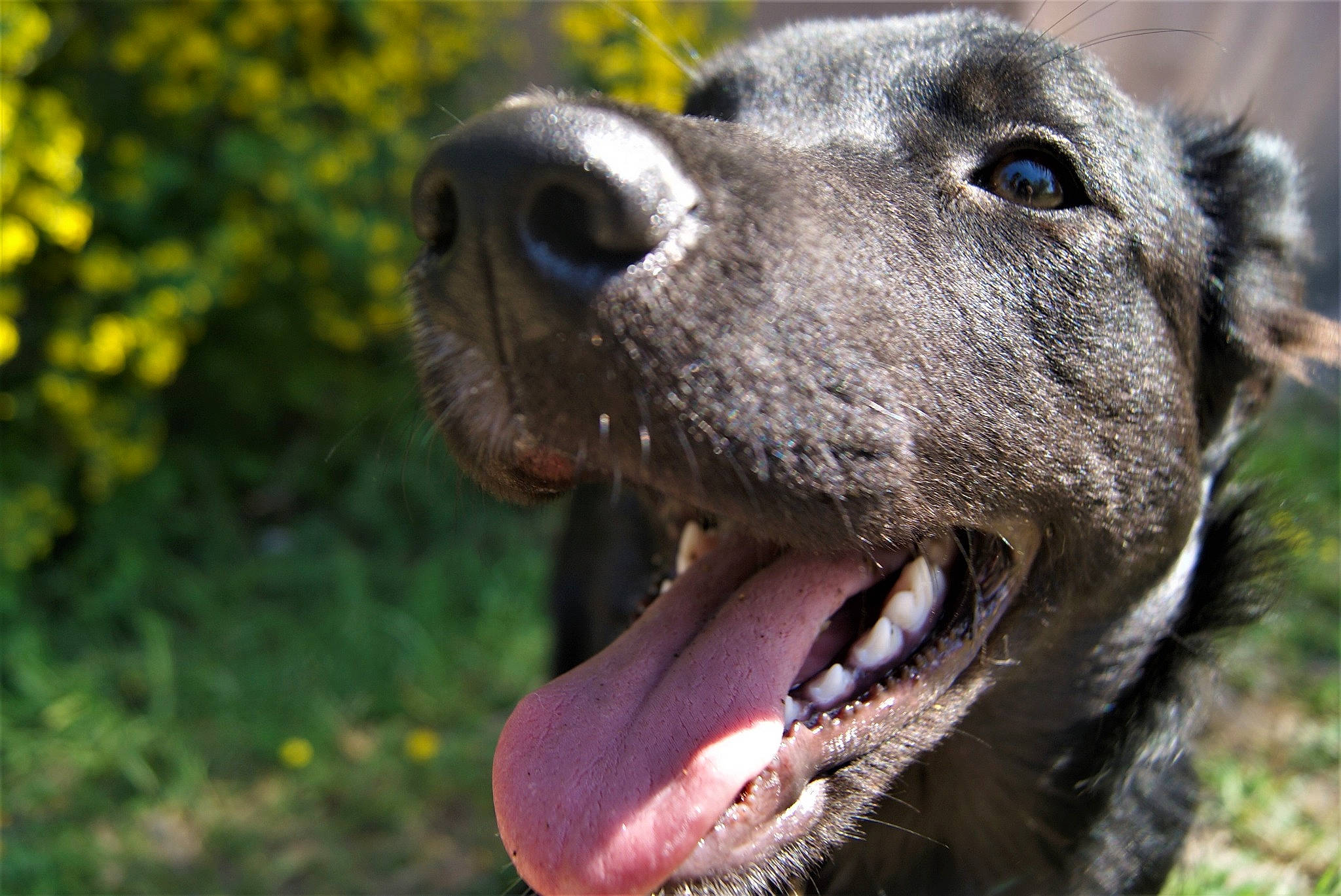 Sanji participe au concours pour gagner de l'argent avec cette photo : alaunt, american_pit_bull_terrier, american_staffordshire_terrier, canidae, carnivore, cimarron_uruguayo, dog, dog_breed, grass, guard_dog, hunting_dog, mammal, mountain_cur, non_sporting_group, nose, pit_bull, snout, sporting_group, vertebrate, whiskers