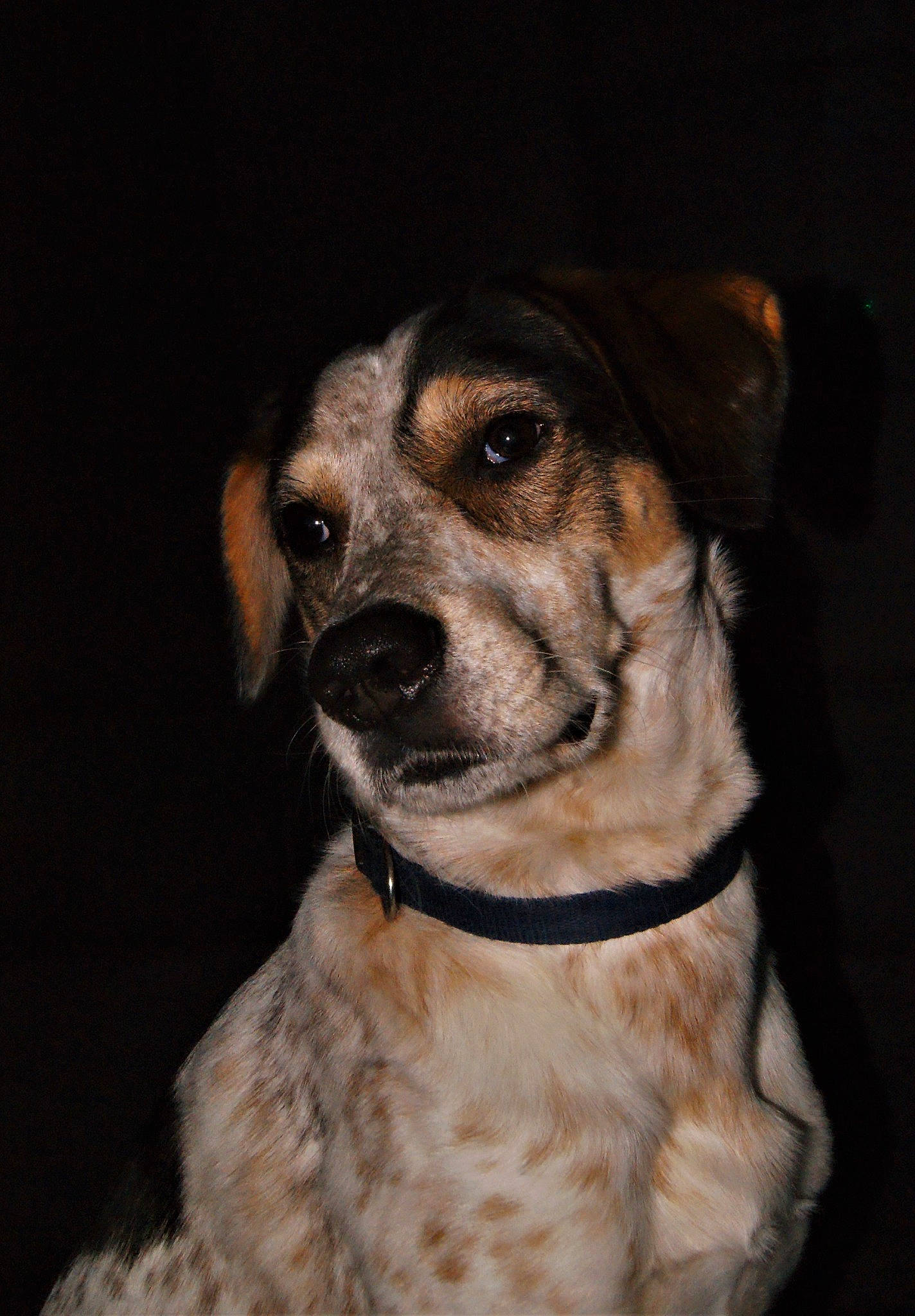 Skeud participe au concours pour gagner de l'argent avec cette photo : canidae, carnivore, companion_dog, dog, dog_breed, ear, feist, fur, louisiana_catahoula_leopard_dog, nose, snout, sporting_group, whiskers