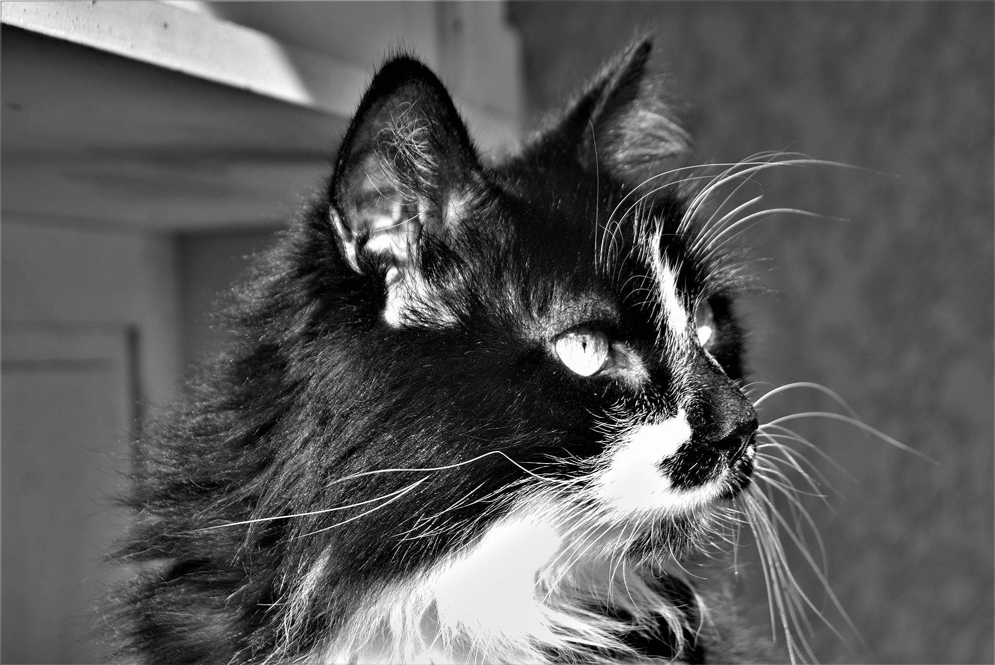 Shadow participe au concours pour gagner de l'argent avec cette photo : asian, black, black_and_white, carnivore, cat, close_up, ear, eye, felidae, fur, kitten, monochrome, monochrome_photography, norwegian_forest_cat, photography, small_to_medium_sized_cats, snapshot, snout, whiskers, white