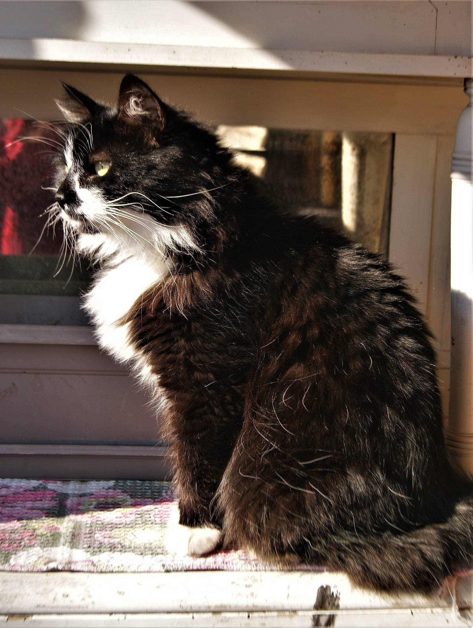 Shadow a rejoint le concours — aidez-le/la à gagner de superbes lots ! black_and_white, british_semi_longhair, carnivore, cat, cymric, domestic_long_haired_cat, domestic_short_haired_cat, european_shorthair, felidae, fur, kitten, maine_coon, mammal, norwegian_forest_cat, small_to_medium_sized_cats, snout, tail, vertebrate, whiskers, window