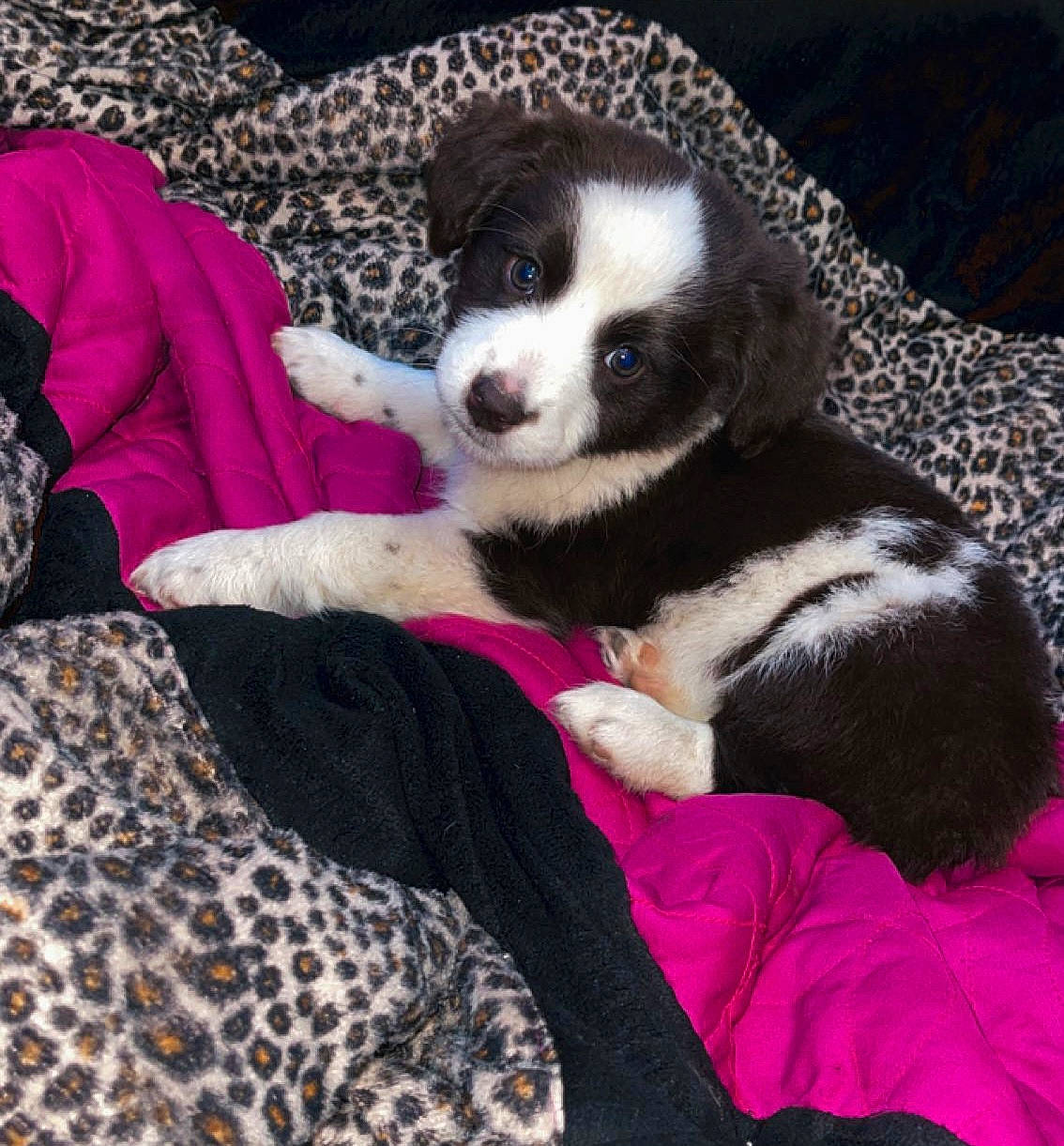 Milly is registered to the contest to win money with this photo: bored, carnivore, comfort, companion_dog, dog, dog_breed, fur, linens, magenta, mammal, non_sporting_group, pattern, paw, tail, terrestrial_animal, toy_dog, vertebrate, working_animal