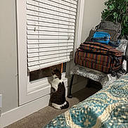 Gary joined the competition — help win amazing prizes! cat, window, blinds, carpet, chair, suitcase, bag, backpack, plant, indoor, furniture, patterned, curious, pet, animal, bedspread, room, household, decor, side_view