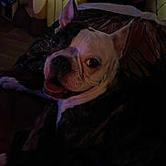 Bella joined the competition — help win amazing prizes! dog, pet, black_and_white, tongue_out, blanket, indoor, dim_lighting, cute, face, ears, bedroom, inflatable, halloween, pumpkin, decor, smiling, animal, cozy, resting, happy