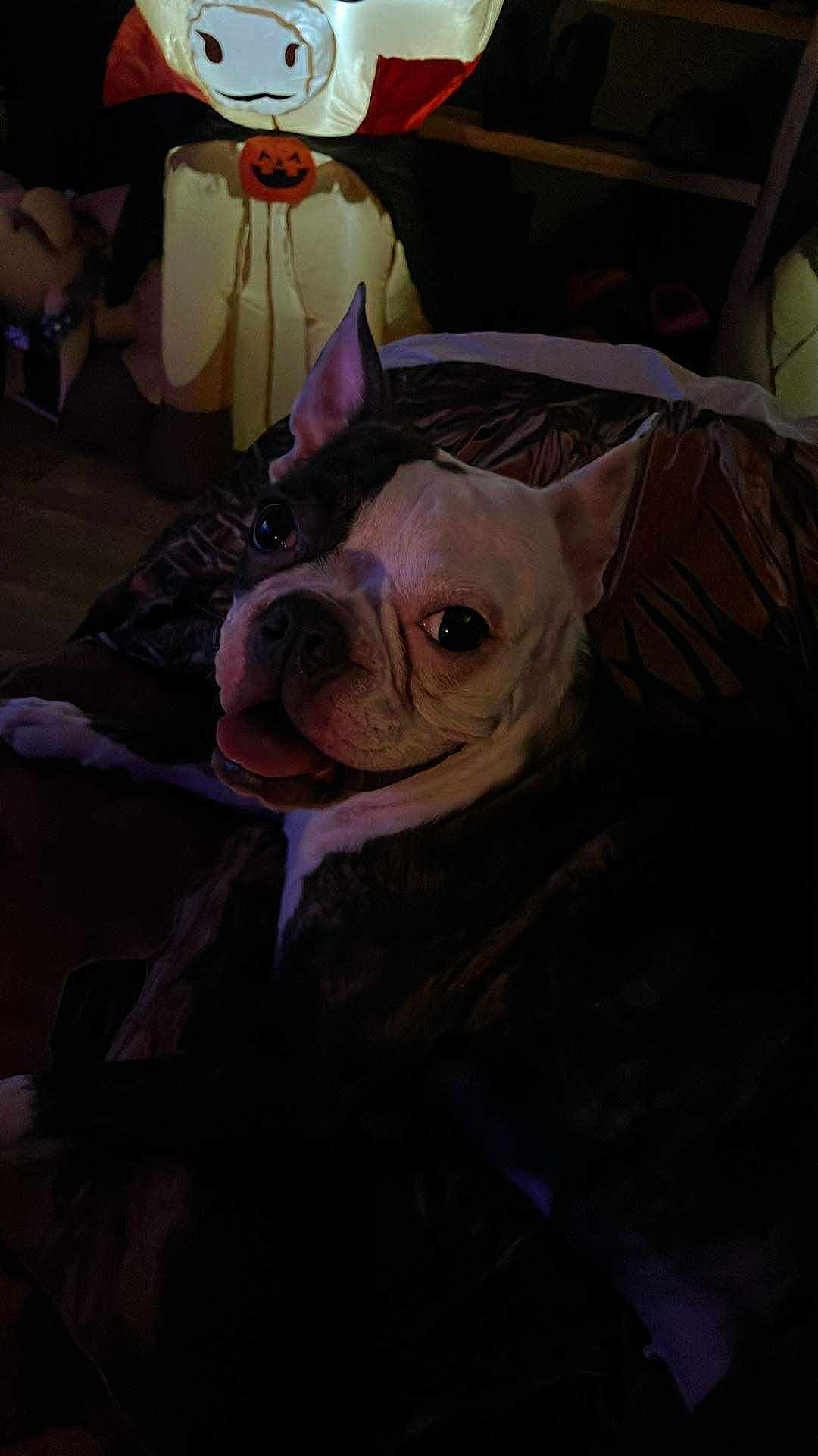 Bella