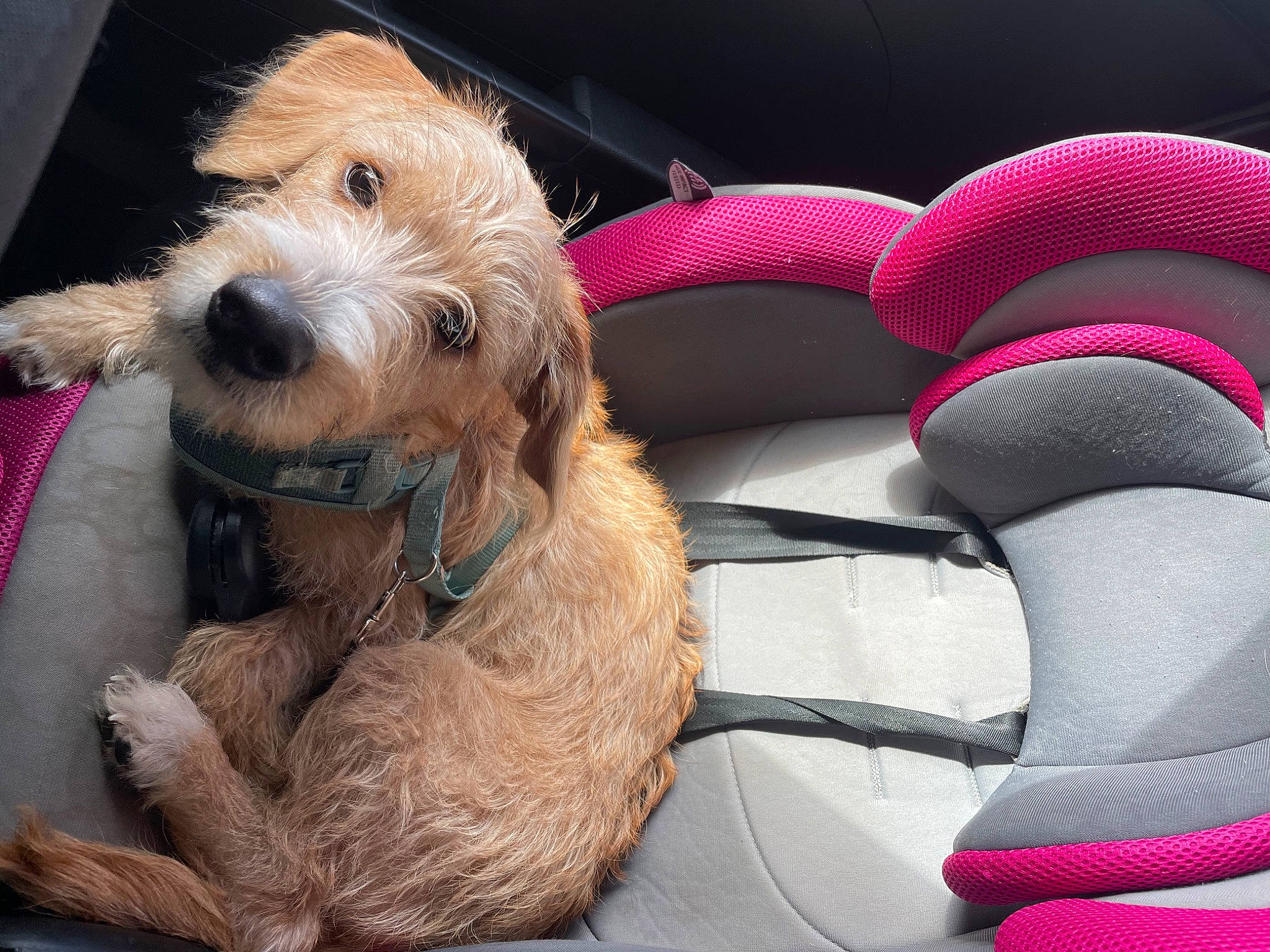 Tuker is registered to the contest to win money with this photo: canidae, car_seat, car_seat_cover, carmine, carnivore, collar, comfort, companion_dog, dog, dog_breed, dog_collar, dog_supply, fur, head_restraint, human_leg, snout, sporting_group, terrier, toy, working_animal