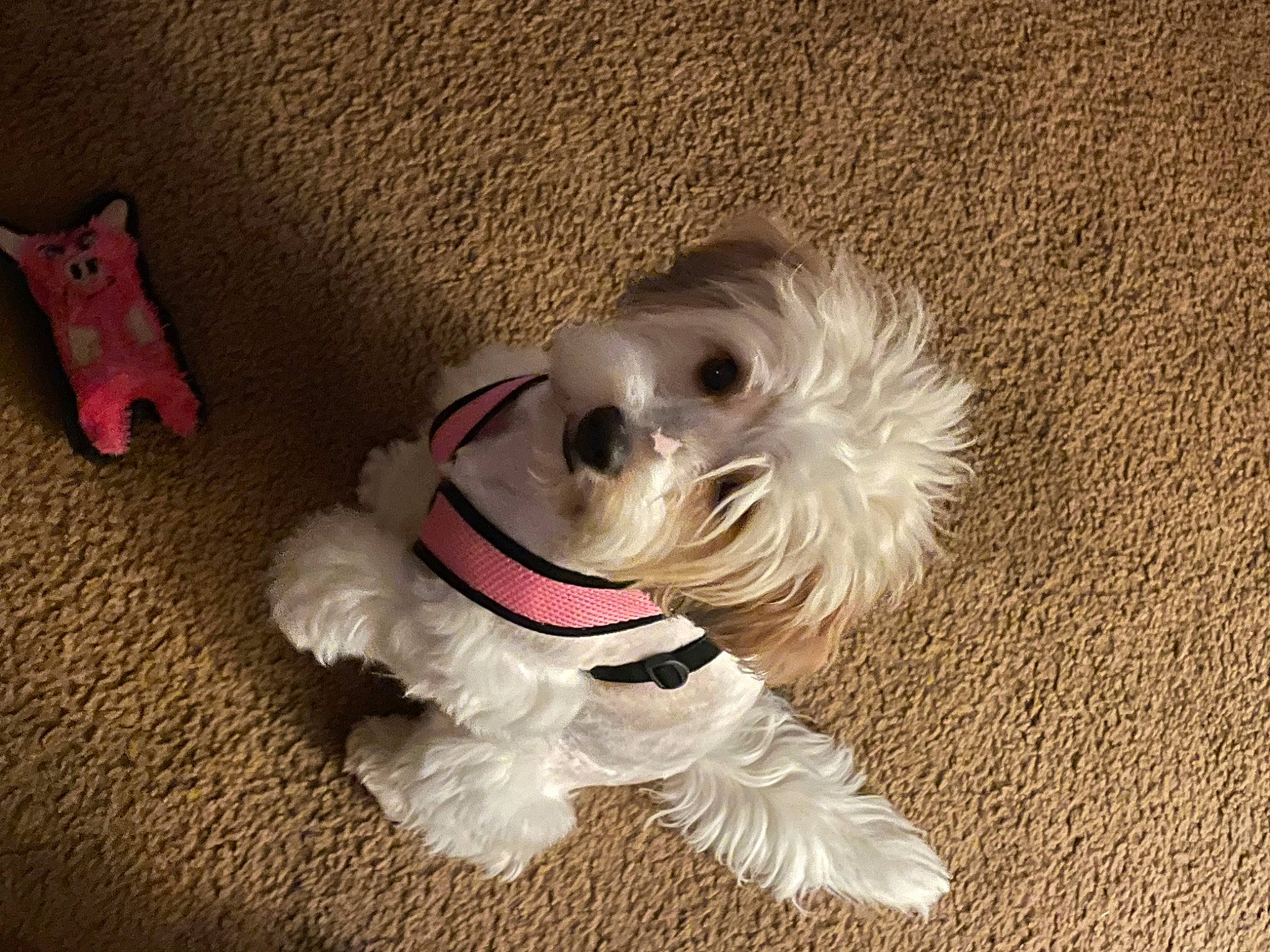 Teddi Jo joined the competition — help win amazing prizes! canidae, carnivore, companion_dog, dog, dog_breed, dog_clothes, dog_supply, fashion_accessory, fawn, fur, personal_protective_equipment, pet_supply, puppy_love, snout, sporting_group, tail, terrier, toy, toy_dog, whiskers