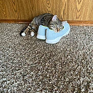 Spyder is registered to the contest to win money with this photo: cat, tabby_cat, sneakers, carpet, wooden_wall, indoor, resting, pets, feline, animal, relaxed, cute, cozy, floor, house, domestic, paws, head, lying_down, comfortable