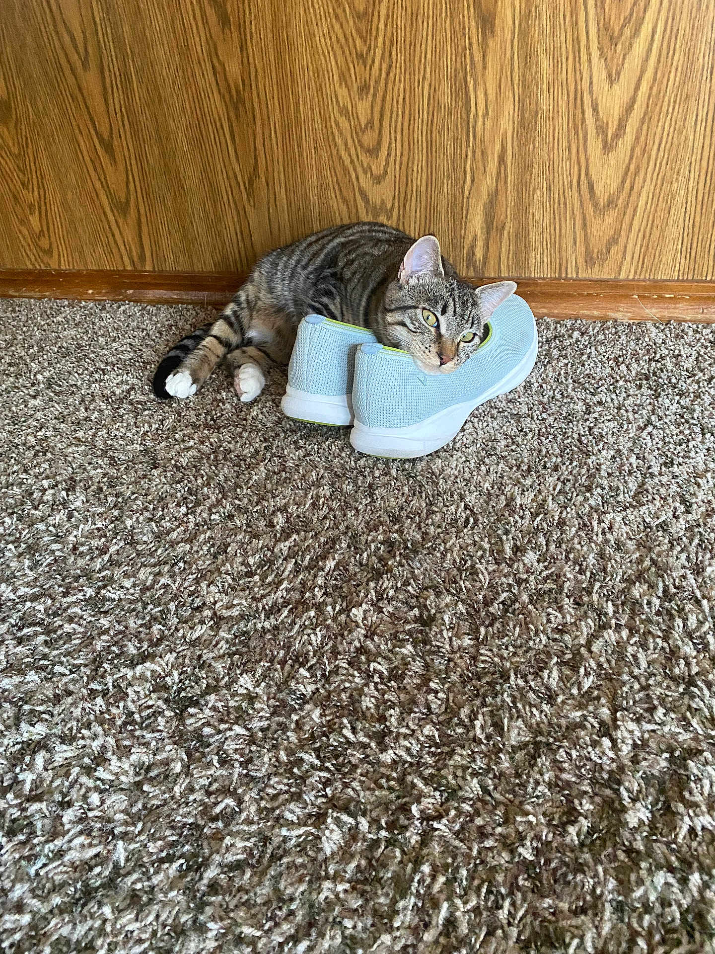 Spyder is registered to the contest to win money with this photo: cat, tabby_cat, sneakers, carpet, wooden_wall, indoor, resting, pets, feline, animal, relaxed, cute, cozy, floor, house, domestic, paws, head, lying_down, comfortable