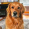 golden_retriever, dog, pet, canine, animal, portrait, close_up, fluffy, golden_fur, brown_eyes, black_nose, sitting, indoors, living_room, rug, furniture, window_blinds, home, calm, looking_at_camera
