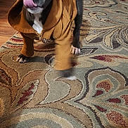 Chevelle is registered to the contest to win money with this photo: puppy, dog, hoodie, indoor, carpet, patterned_rug, paw, motion_blur, tongue, cute, pet, canine, cozy, furniture, living_room, playful, animal, young_dog, brown_hoodie, floor