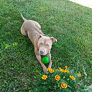 Jasper joined the competition — help win amazing prizes! animal, canine, daylight, dog, ears, flowers, garden, grass, grass_lawn, green_ball, greenery, looking, lying_down, nature, outdoor, pet, plant, playing, summer, yellow_flowers