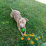 animal, canine, daylight, dog, ears, flowers, garden, grass, grass_lawn, green_ball, greenery, looking, lying_down, nature, outdoor, pet, plant, playing, summer, yellow_flowers