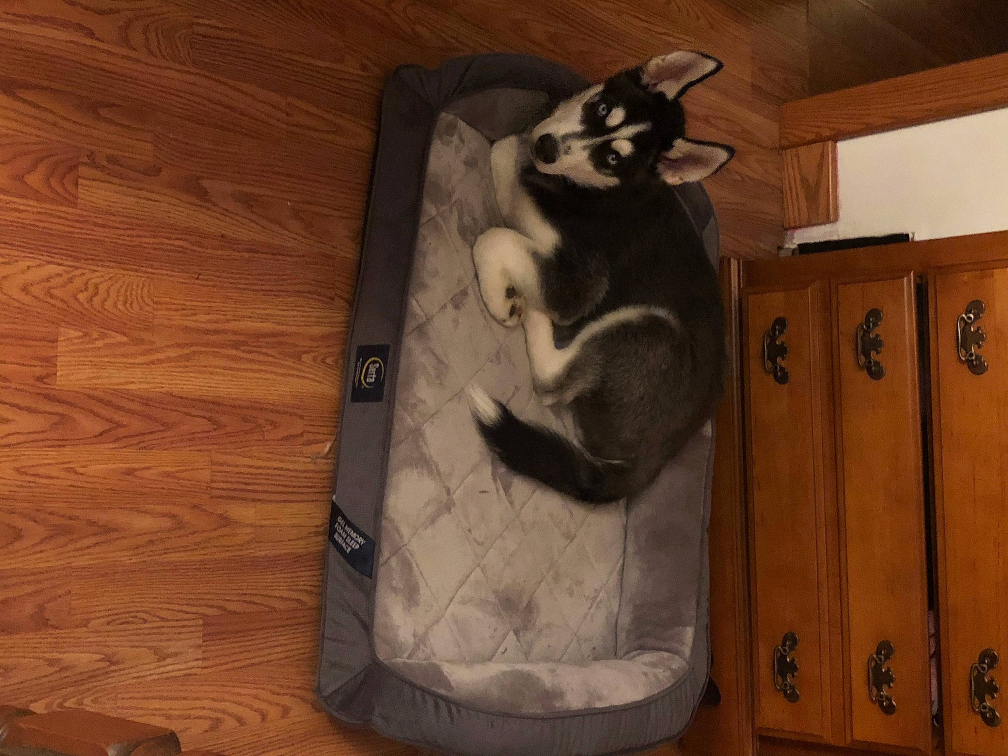 Jax joined the competition — help win amazing prizes! cat, felidae, small_to_medium_sized_cats, tail