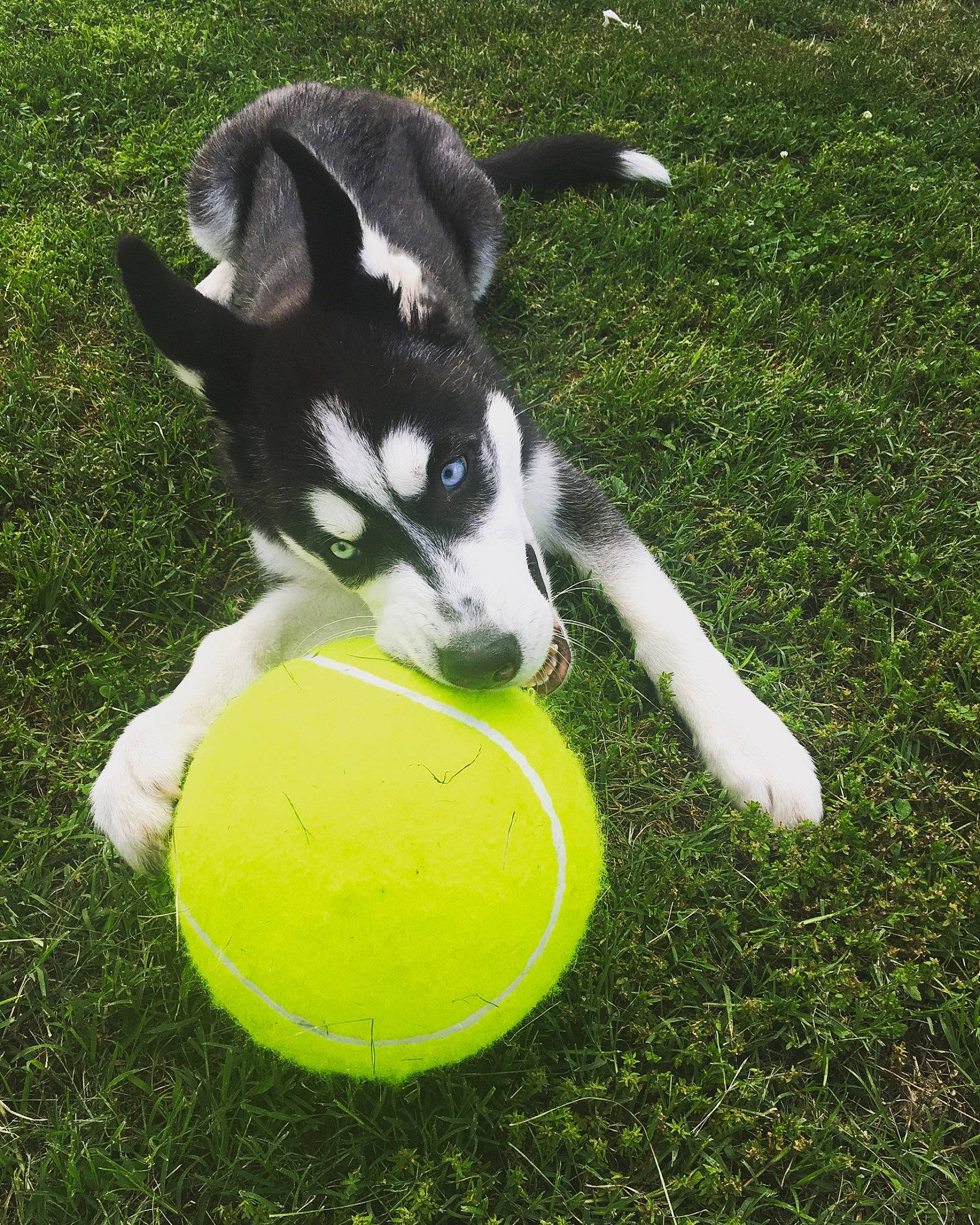 Jax is registered to the contest to win money with this photo: ball, canidae, carnivore, disc_dog, dog, dog_breed, dog_toy, football, games, grass, green, puppy, rare_breed_dog, siberian_husky, soccer_ball, sporting_group, sports_equipment, tail, tennis_ball, working_dog