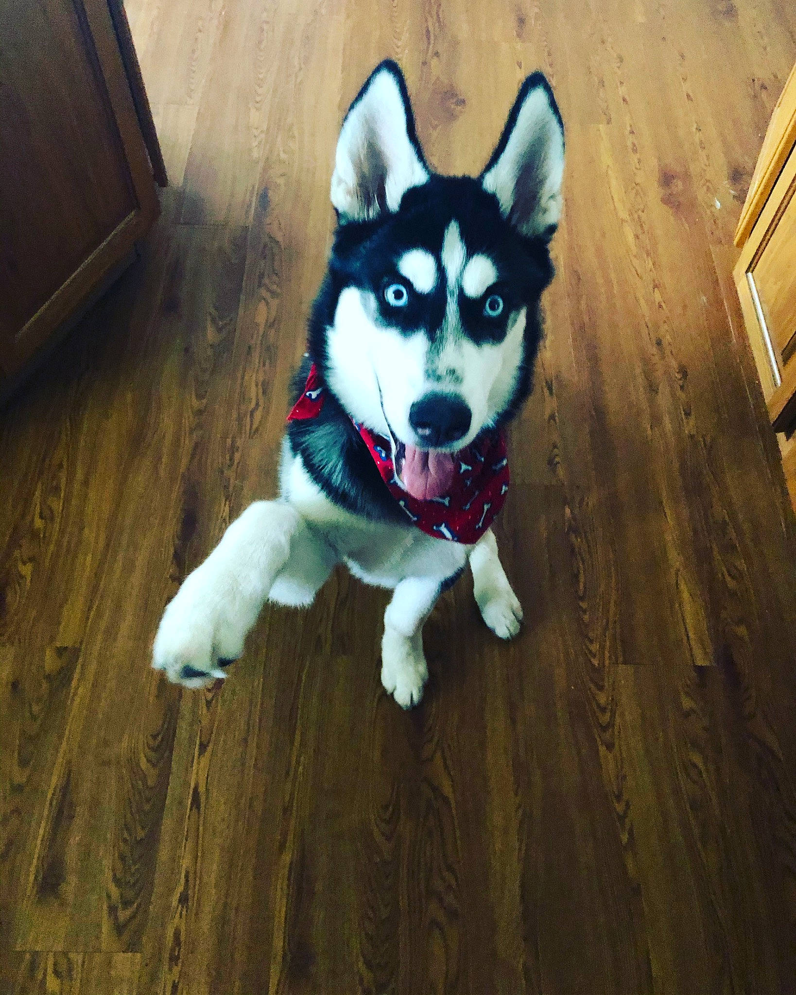 Jax joined the competition — help win amazing prizes! alaskan_klee_kai, alaskan_malamute, canadian_eskimo_dog, canidae, carnivore, dog, dog_breed, eye, labrador_husky, mammal, miniature_siberian_husky, native_american_indian_dog, northern_inuit_dog, sakhalin_husky, siberian_husky, sled_dog, snout, tamaskan_dog, vertebrate, wolfdog
