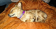 Lilgirl is registered to the contest to win money with this photo: dog, sleeping, blanket, orange, purple_collar, furry, cozy, person, sweater, beige, indoor, resting, pet, relaxation, comfort, casual, warm, fur, small_dog, nap