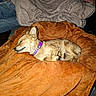 dog, sleeping, blanket, orange, purple_collar, furry, cozy, person, sweater, beige, indoor, resting, pet, relaxation, comfort, casual, warm, fur, small_dog, nap