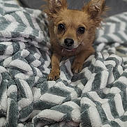 Lilgirl is registered to the contest to win money with this photo: dog, small_dog, pet, animal, blanket, cozy, indoor, fur, ears, cute, snuggle, resting, paw, face, looking, comfort, soft, brown, companion, relaxation