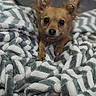 dog, small_dog, pet, animal, blanket, cozy, indoor, fur, ears, cute, snuggle, resting, paw, face, looking, comfort, soft, brown, companion, relaxation
