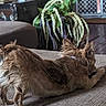 Lilgirl is registered to the contest to win money with this photo: dog, brown_dog, stretching, couch, indoor, plant, furniture, pet, canine, relaxed, home, decor, playful, fur, small_dog, living_room, animal, cozy, texture, ears