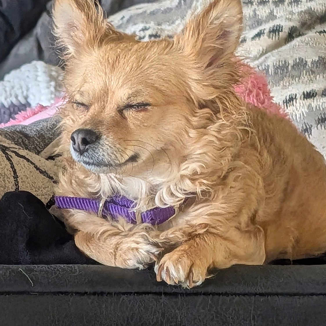 Lilgirl is registered to the contest to win money with this photo: dog, sleeping, purple_collar, fluffy, couch, blanket, cozy, pet, relaxed, indoors, fur, paw, snout, ears, companion, resting, home, animal, cute, domestic