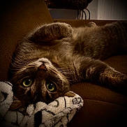 Boulette participe au concours pour gagner de l'argent avec cette photo : cat, tabby, green_eyes, upside_down, couch, blanket, indoor, pet, fur, whiskers, relaxed, cozy, close_up, cute, animal, mammal, domestic, resting, feline, soft