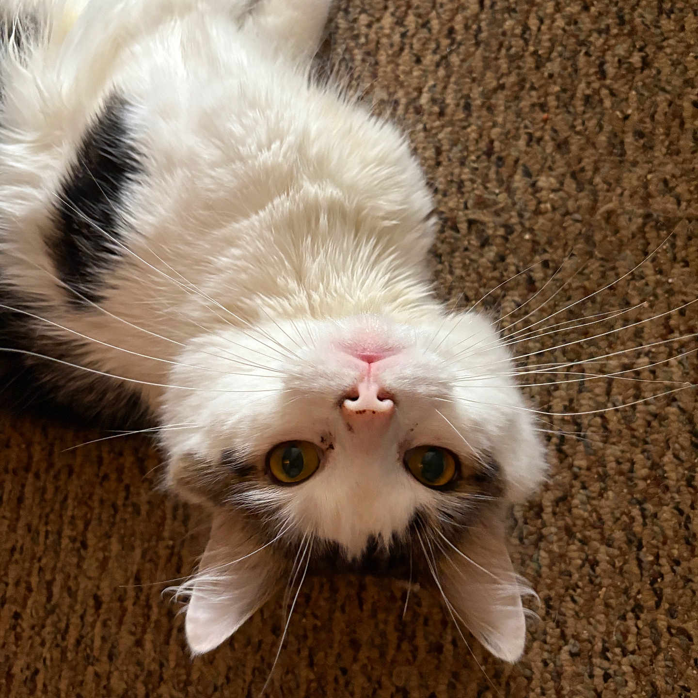 Cosmo joined the competition — help win amazing prizes! cat, animal, pet, fur, whiskers, eyes, carpet, floor, cute, domestic_animal, mammal, indoor, relaxed, lying_down, close_up, playful, white_fur, black_spot, nose, ears