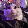 Cosmo joined the competition — help win amazing prizes! cat, close_up, indoor, purple_lighting, pet, whiskers, curious, feline, soft_fur, nose, ears, cozy, plant, decor, bed, blanket, domestic_animal, portrait, animal_face, relaxed
