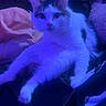 Cosmo is registered to the contest to win money with this photo: cat, animal, pet, indoor, feline, relaxed, blue_light, blanket, cushion, furniture, cozy, white_fur, black_spots, ears, whiskers, paw, sitting, looking, home, comfort