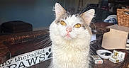 Cosmo is registered to the contest to win money with this photo: cat, indoor, table, sign, golden_eyes, furniture, clutter, photo_frame, cigarette_pack, basket, wooden_surface, pet, curious, closeup, domestic, whiskers, face, sitting, cozy, decor