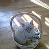 Chloe joined the competition — help win amazing prizes! kitten, cat, basket, wooden_floor, sunlight, shadow, indoor, pet, feline, cute, animal, small, domestic, cozy, white, gray, blue_eyes, young, resting, woven