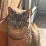 cat, tabby, sunlight, cardboard_box, indoor, pet, feline, whiskers, ears, fur, shadow, floor, relaxed, cozy, home, animal, closeup, portrait, daylight, quiet