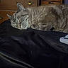 Chloe is registered to the contest to win money with this photo: cat, sleeping, indoor, blanket, furniture, wooden_dresser, wicker_baskets, pet, cozy, resting, fur, domestic_cat, quiet, relaxed, home, animal, cute, mammal, whiskers, ears