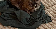 Chloe joined the competition — help win amazing prizes! cat, sleeping, blanket, clothing, fabric, bed, cozy, fur, pet, indoor, resting, soft, textured, folded_clothes, animal, domestic_animal, mammal, cute, relaxed, comfort