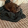 cat, sleeping, blanket, clothing, fabric, bed, cozy, fur, pet, indoor, resting, soft, textured, folded_clothes, animal, domestic_animal, mammal, cute, relaxed, comfort