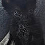 Loki joined the competition — help win amazing prizes! kitten, black_cat, pet, animal, feline, fur, cute, closeup, eyes, whiskers, indoor, cozy, soft, dark, shadow, young, small, mammal, portrait, curious