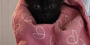Loki is registered to the contest to win money with this photo: kitten, black_cat, blanket, pink, heart_pattern, indoor, curious, pet, animal, soft_lighting, cozy, wrapped, small, cute, face, ears, carpet, railing, home, feline