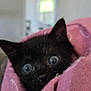 Loki joined the competition — help win amazing prizes! alert, animal, black_kitten, blanket, cat, close_up, cozy, curious, cute, ears, eyes, face, fur, indoor, pet, pink_blanket, small, soft, whiskers, young