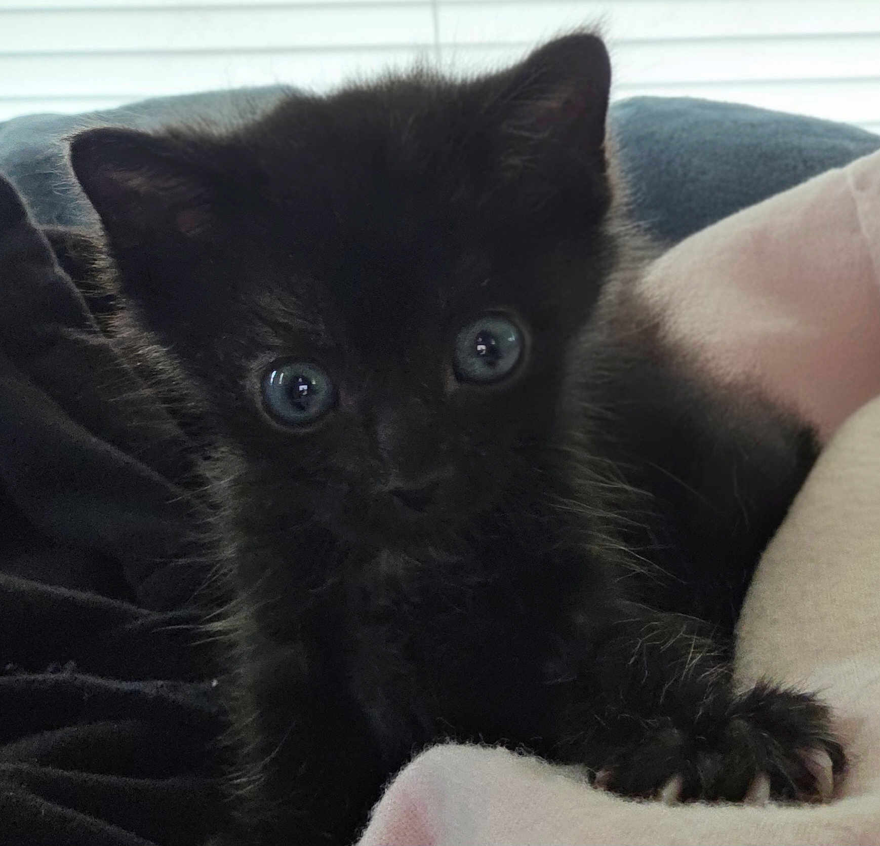 Loki
