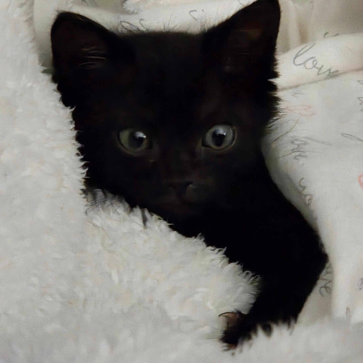 Loki is registered to the contest to win money with this photo: animal, black_cat, blanket, claws, closeup, comfort, cozy, cute, eyes, feline, fur, indoor, kitten, pet, resting, small, snuggle, soft, white, young