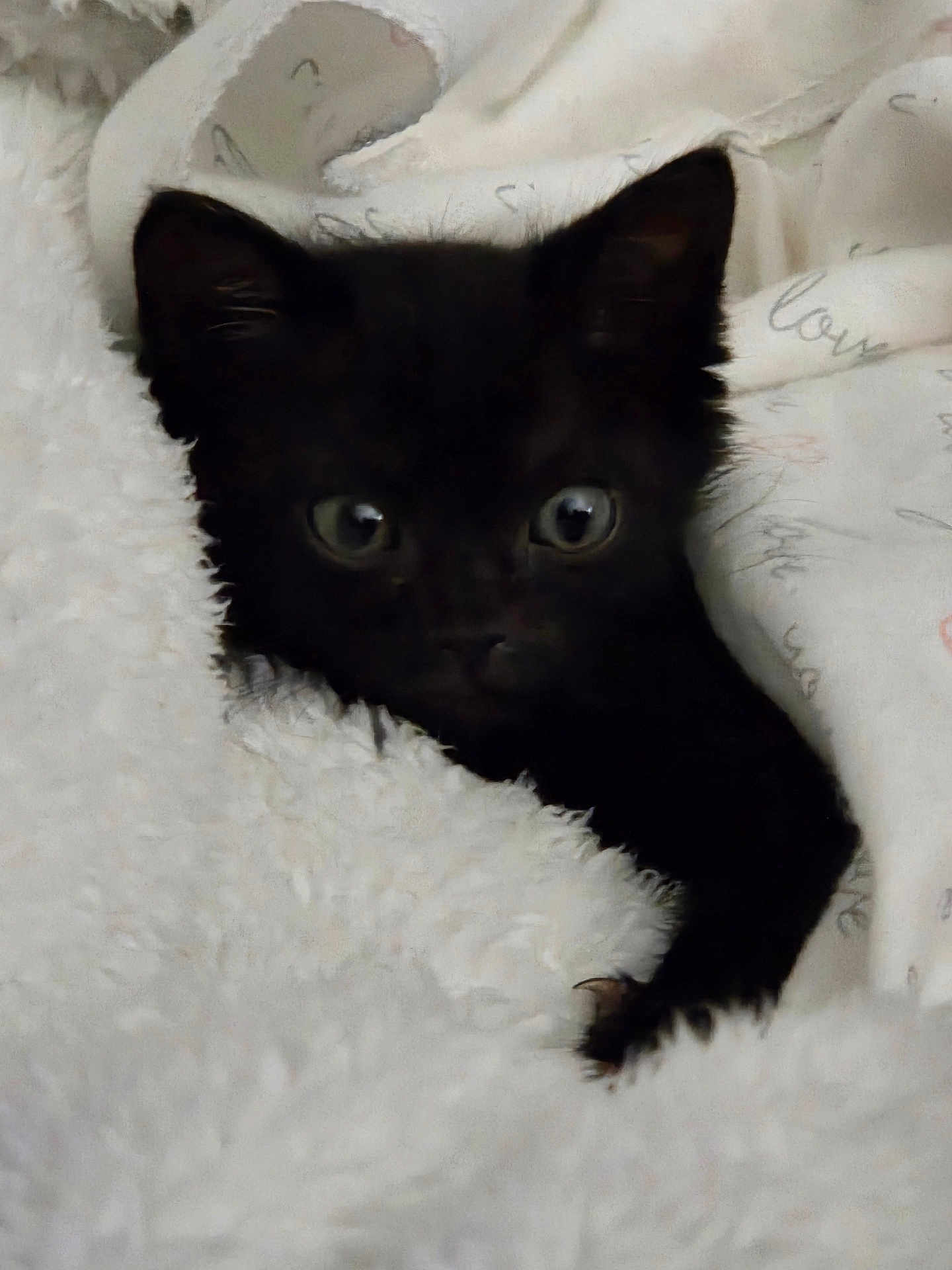Loki