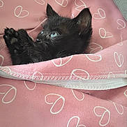 Loki is registered to the contest to win money with this photo: animal, black_cat, blanket, comfort, cozy, cute, ears, eyes, fur, furry, heart_pattern, indoor, kitten, pet, pink, resting, sleepy, small, whiskers, wrapped