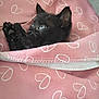 animal, black_cat, blanket, comfort, cozy, cute, ears, eyes, fur, furry, heart_pattern, indoor, kitten, pet, pink, resting, sleepy, small, whiskers, wrapped
