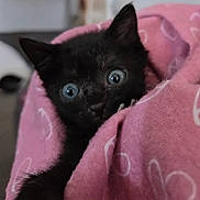 Loki joined the competition — help win amazing prizes! animal, black_kitten, blanket_pattern, cat, comfort, cozy, curious, cute, face, fur, home, indoor, kitten, pet, pink_blanket, resting, small_animal, snuggled, wide_eyes, young_cat