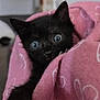 animal, black_kitten, blanket_pattern, cat, comfort, cozy, curious, cute, face, fur, home, indoor, kitten, pet, pink_blanket, resting, small_animal, snuggled, wide_eyes, young_cat