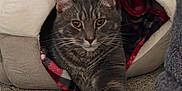Thor joined the competition — help win amazing prizes! cat, tabby_cat, pet, animal, feline, cozy, cat_cave, carpet, blanket, stretching, indoor, cute, whiskers, ears, fur, resting, paw, closeup, brown, gray