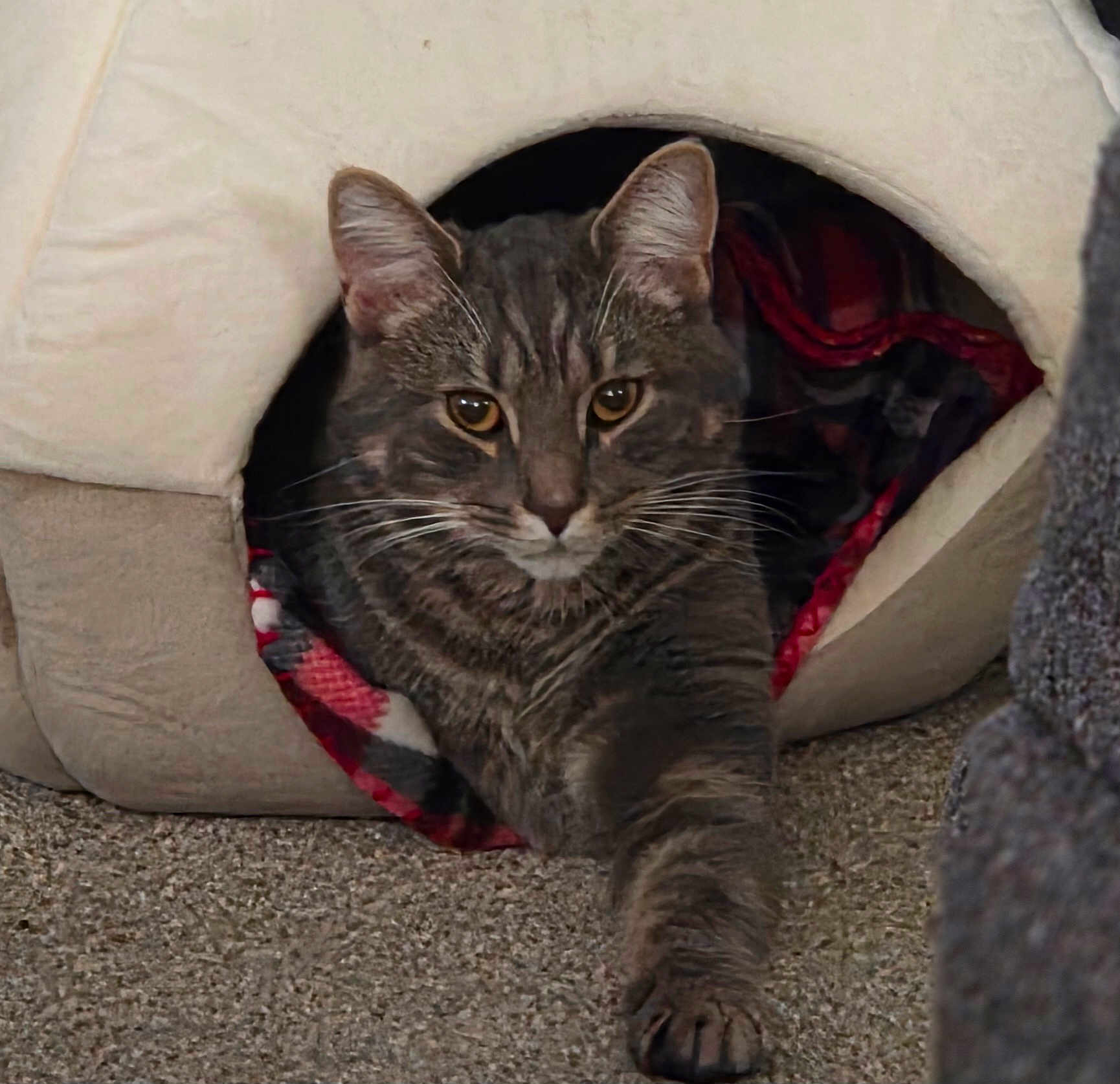 Thor joined the competition — help win amazing prizes! cat, tabby_cat, pet, animal, feline, cozy, cat_cave, carpet, blanket, stretching, indoor, cute, whiskers, ears, fur, resting, paw, closeup, brown, gray