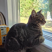 Thor is registered to the contest to win money with this photo: cat, tabby_cat, windowsill, window, indoor, daylight, greenery, box, paper, curious, pet, feline, animal, side_view, sitting, domestic_cat, yellow_eyes, whiskers, ears, fur