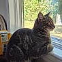 animal, box, cat, curious, daylight, domestic_cat, ears, feline, fur, greenery, indoor, paper, pet, side_view, sitting, tabby_cat, whiskers, window, windowsill, yellow_eyes